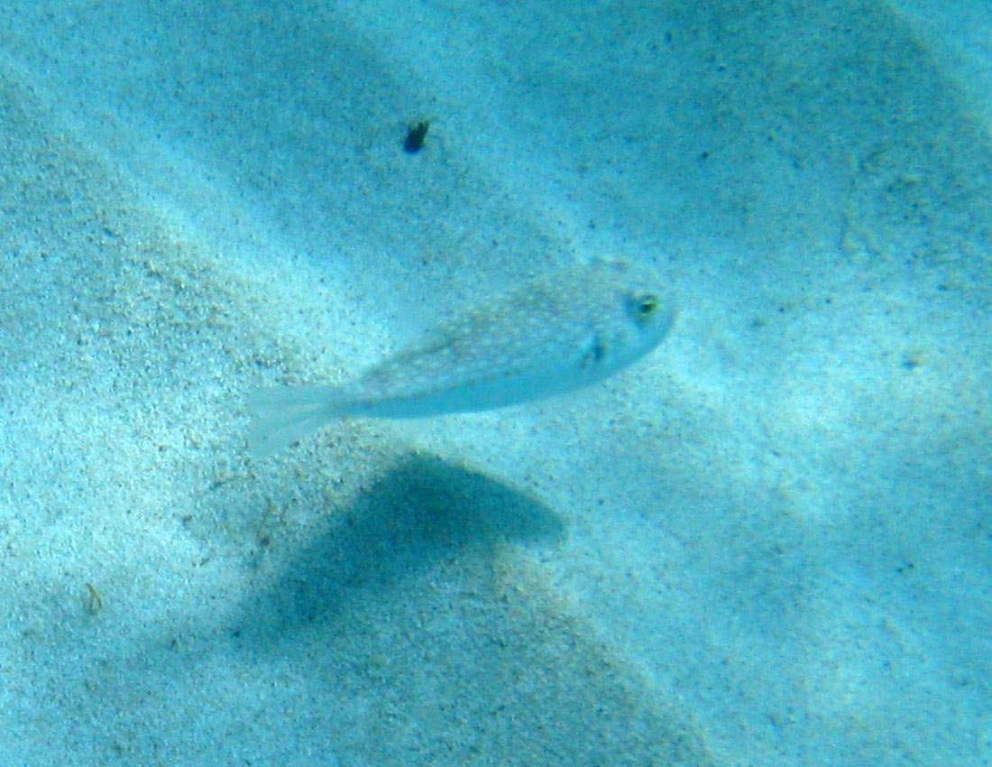 Torquigener flavimaculosus